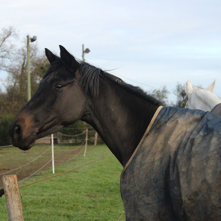 Cheval d'équitation à Saint-Georges-sur-Loire