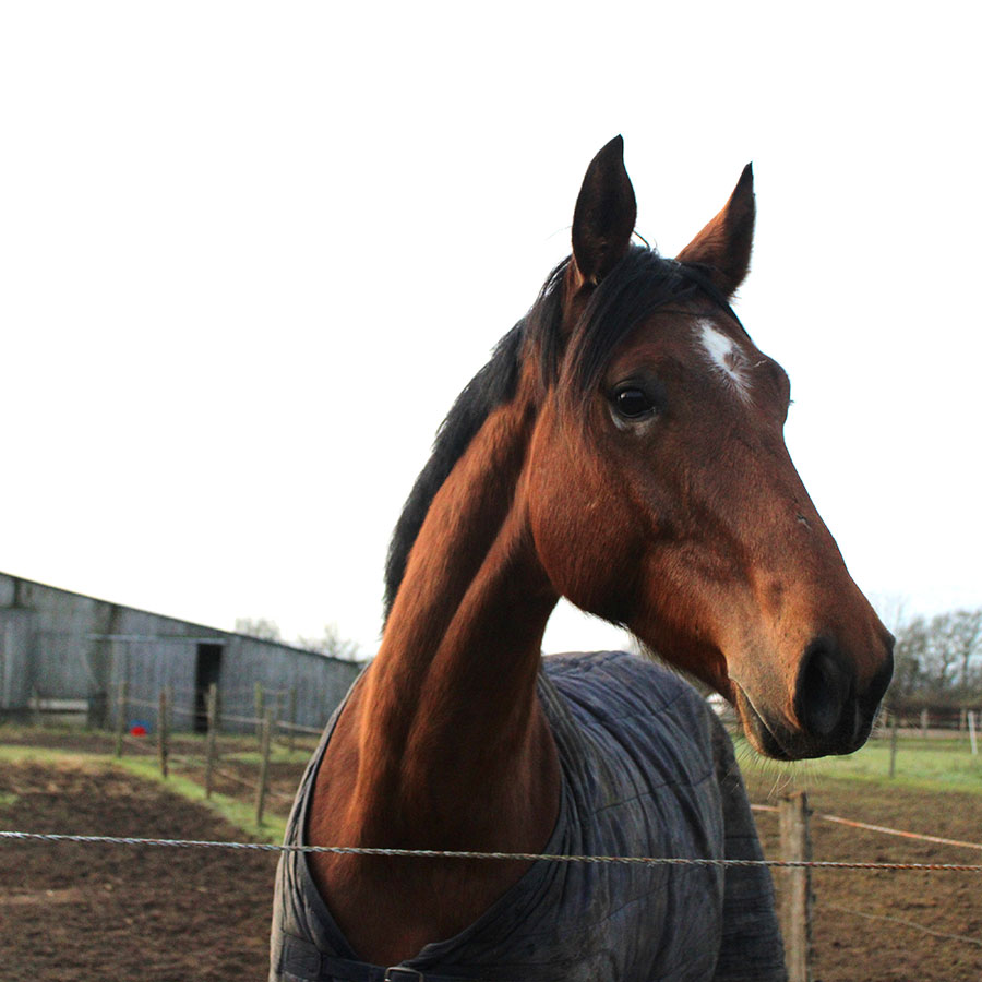 Cheval d'équitation à Saint-Georges-sur-Loire