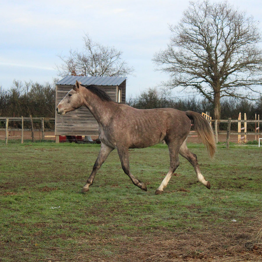 Cheval d'équitation à Saint-Georges-sur-Loire