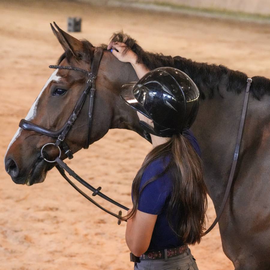 Hébergement pour chevaux à Chalonnes-sur-Loire